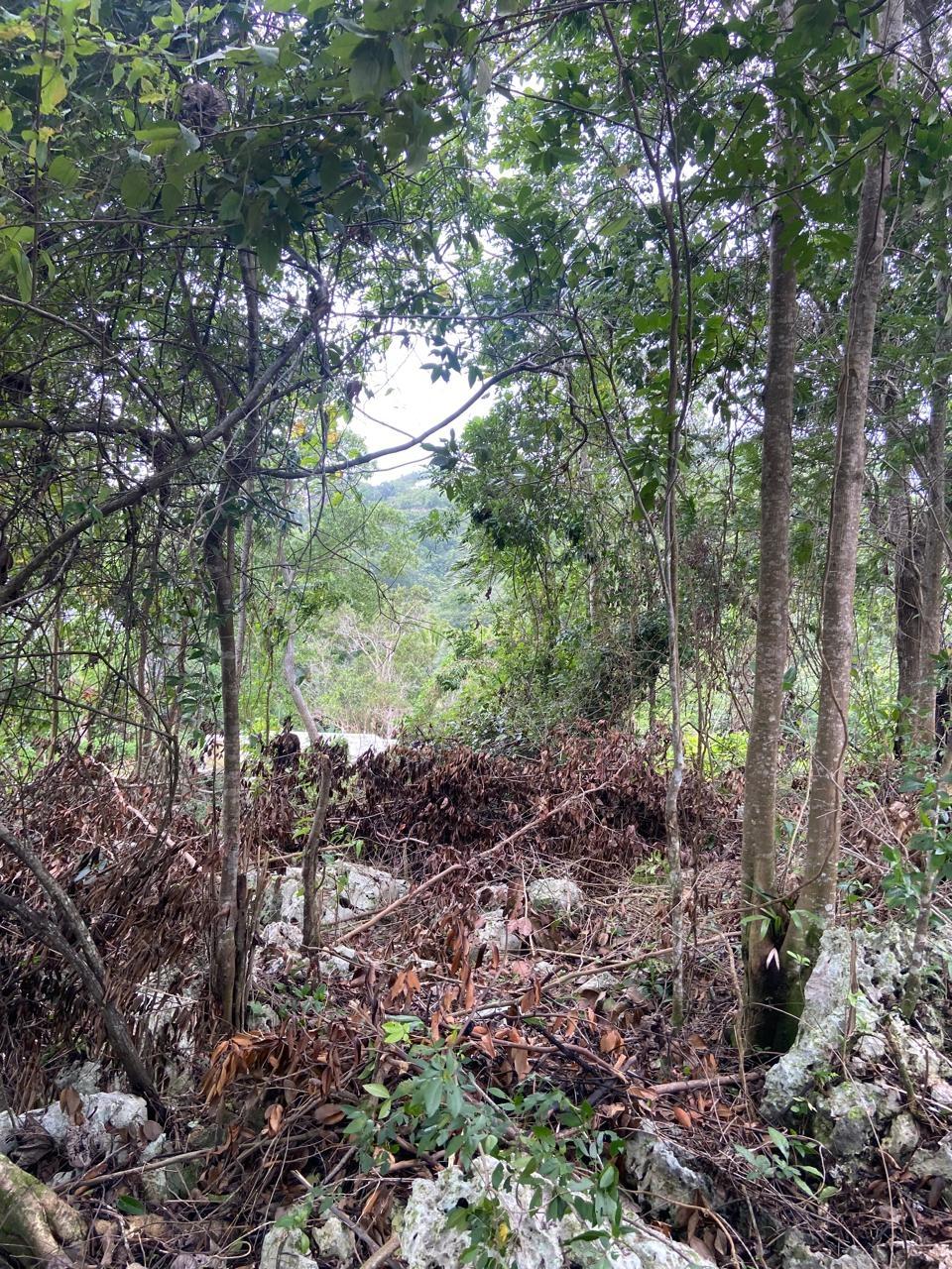 Fourth image of Lot 3 Silvera Close, Swain Spri in Red Hills, St. Andrew, Jamaica - property is For Sale