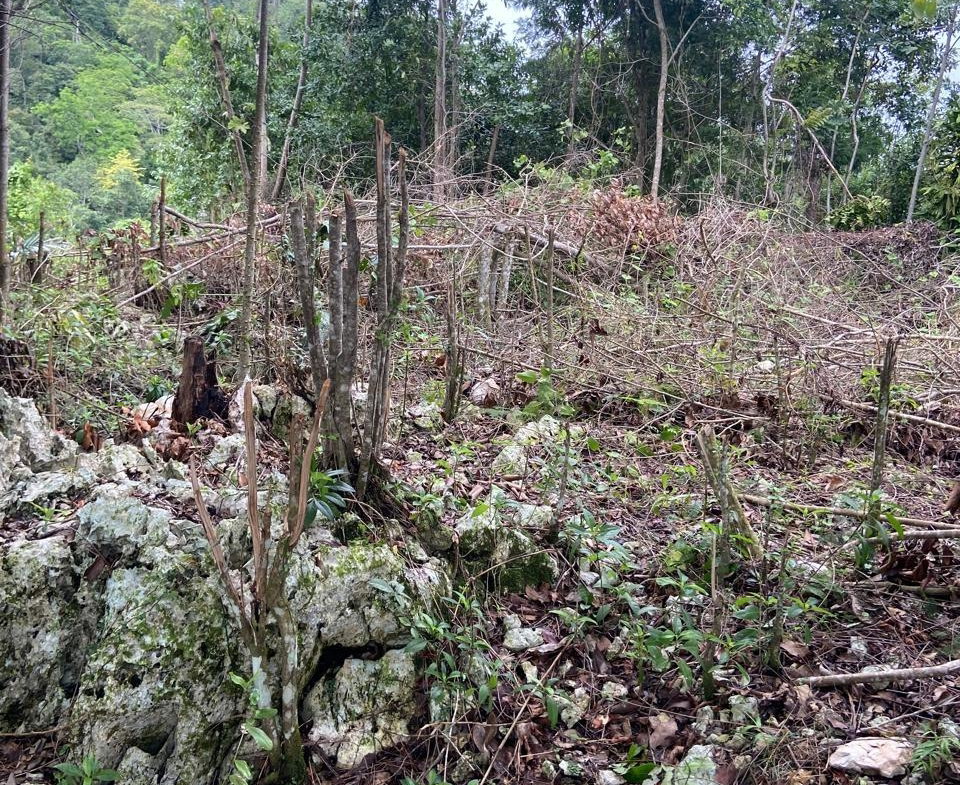Fifth image of Lot 3 Silvera Close, Swain Spri in Red Hills, St. Andrew, Jamaica - property is For Sale