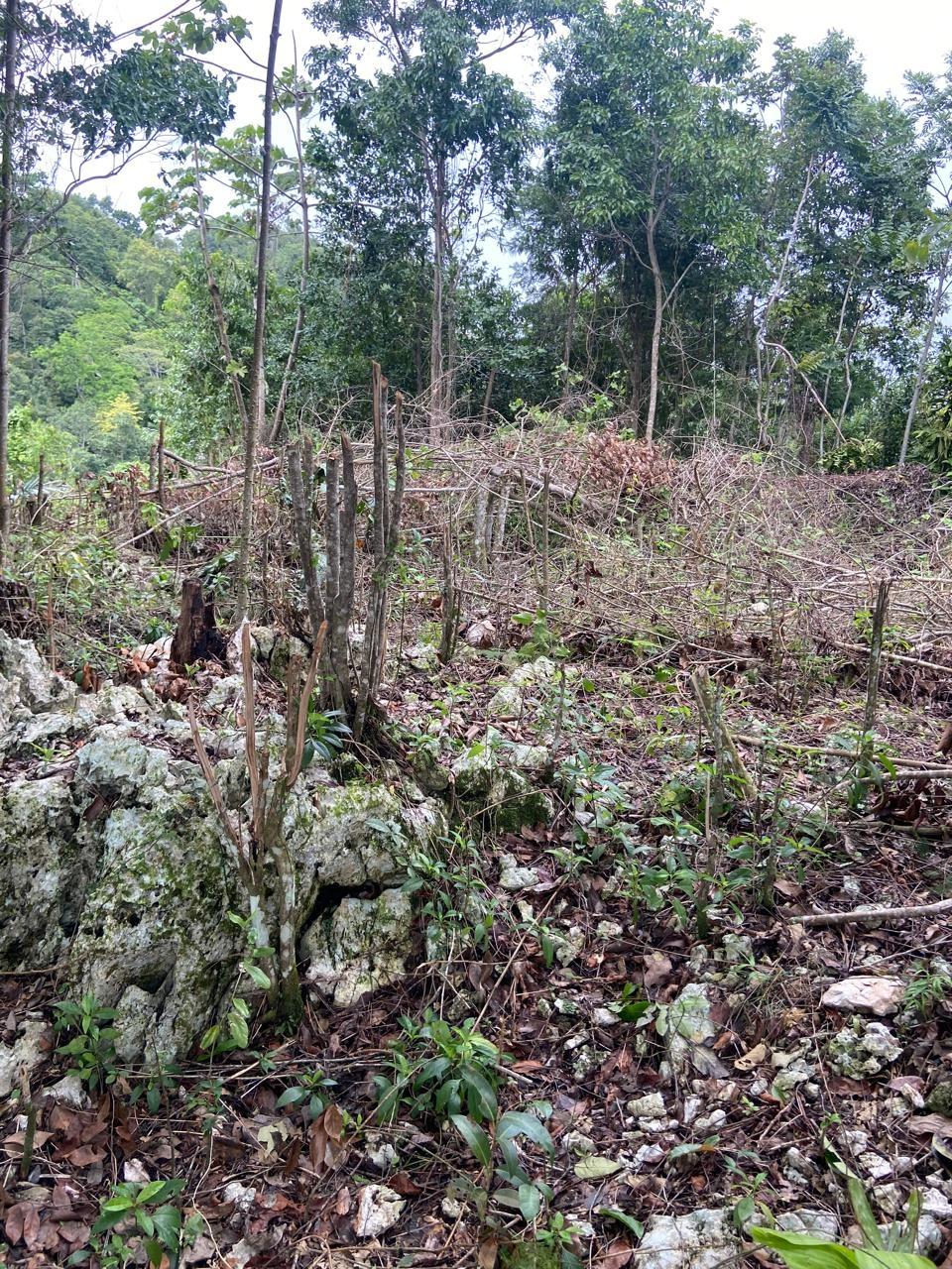Fifth image of Lot 3 Silvera Close, Swain Spri in Red Hills, St. Andrew, Jamaica - property is For Sale