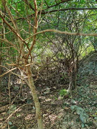 Fifth image of Lot 3c Fort Charles, Treasure be in Treasure Beach, St. Elizabeth, Jamaica - property is For Sale