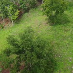 First image of Virginia Land Settlement, in Bombay, Manchester, Jamaica - property is For Sale