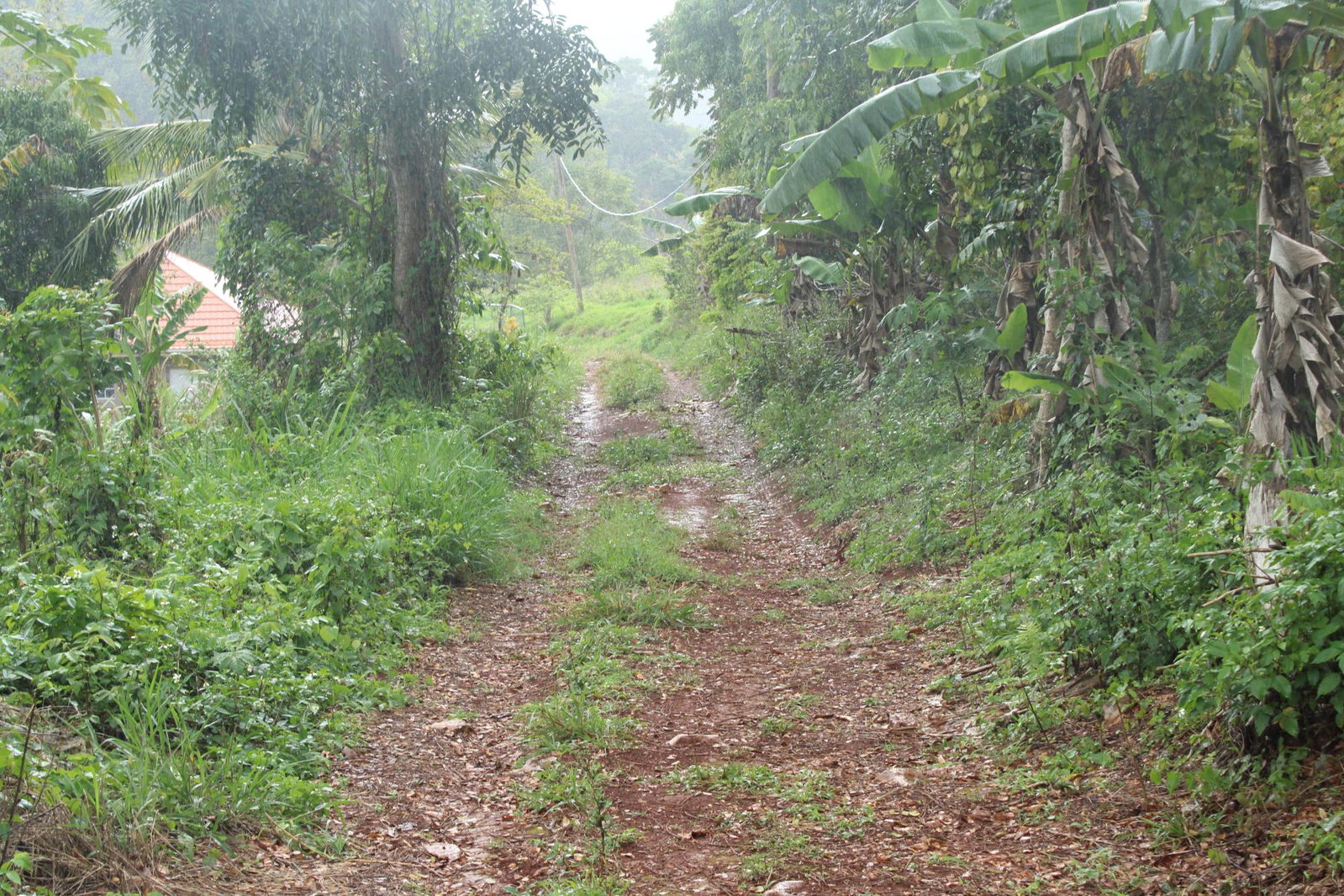 Fifth image of Virginia Land Settlement, in Bombay, Manchester, Jamaica - property is For Sale