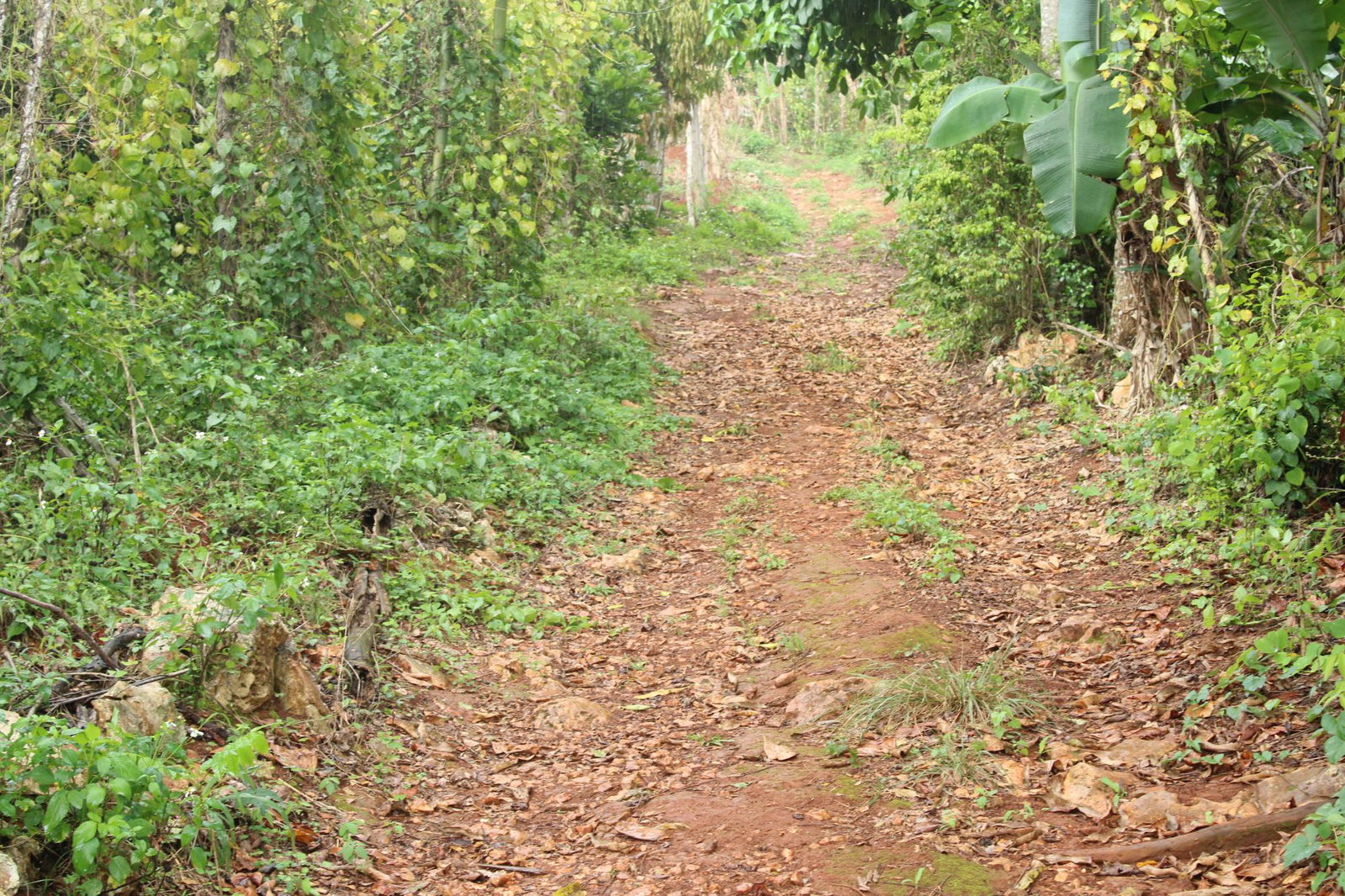 Seventh image of Virginia Land Settlement, in Bombay, Manchester, Jamaica - property is For Sale