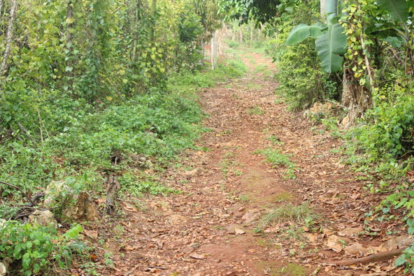 Seventh image of Virginia Land Settlement, in Bombay, Manchester, Jamaica - property is For Sale