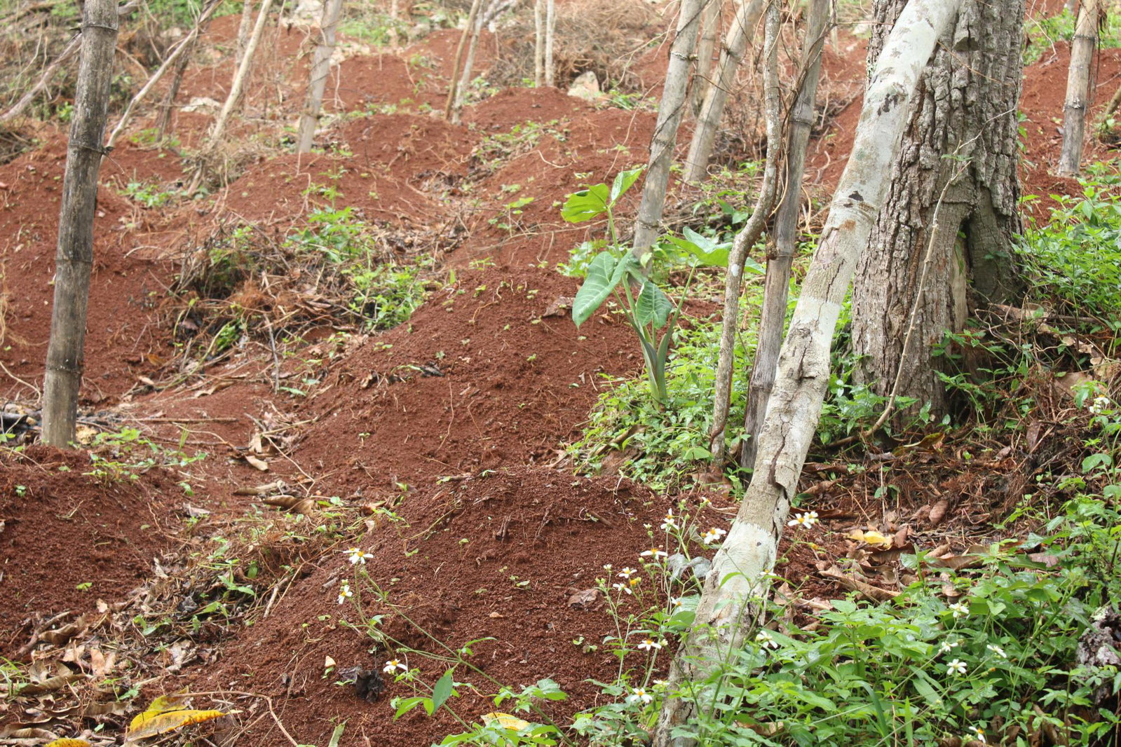 Eighth image of Virginia Land Settlement, in Bombay, Manchester, Jamaica - property is For Sale