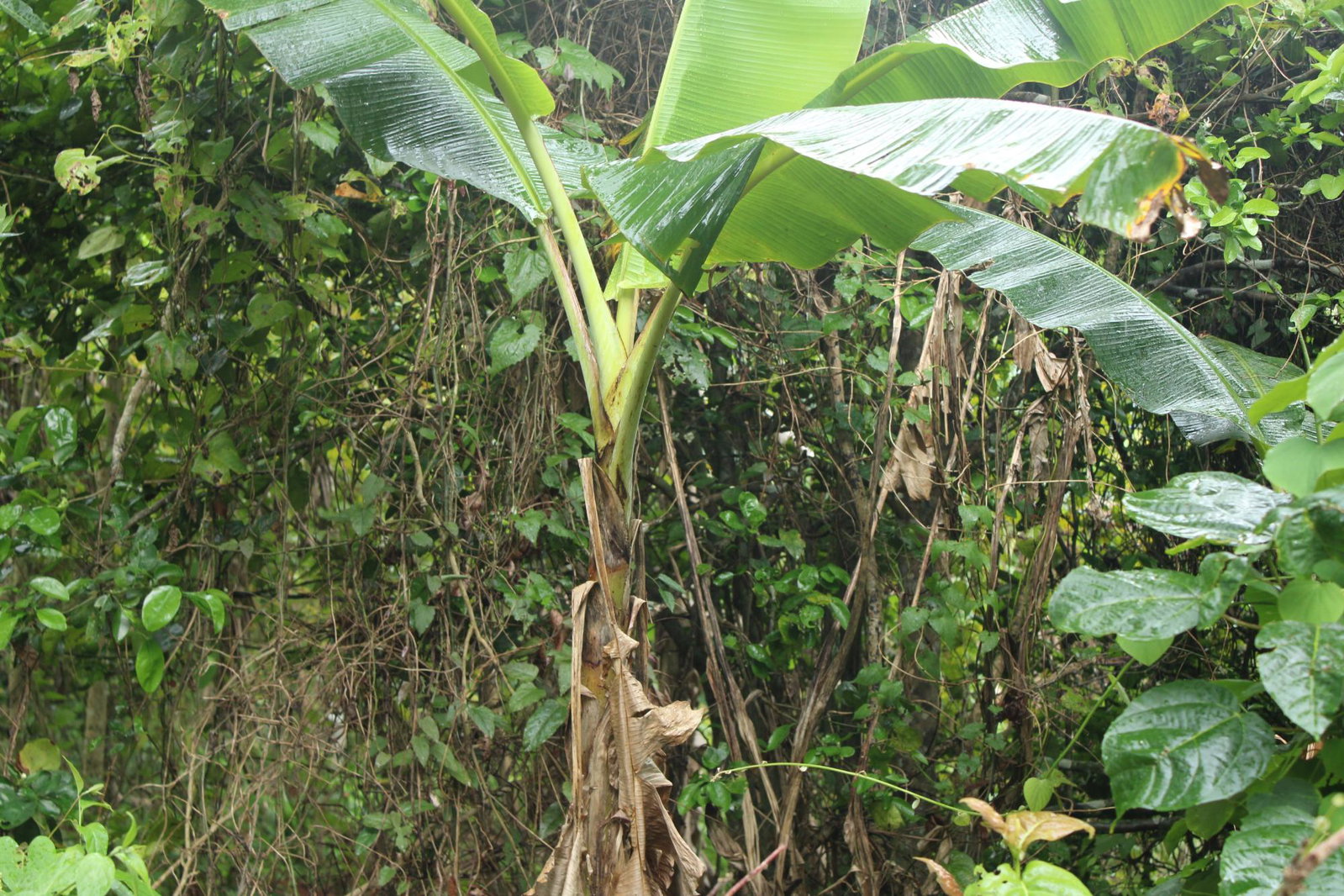 Ninth image of Virginia Land Settlement, in Bombay, Manchester, Jamaica - property is For Sale