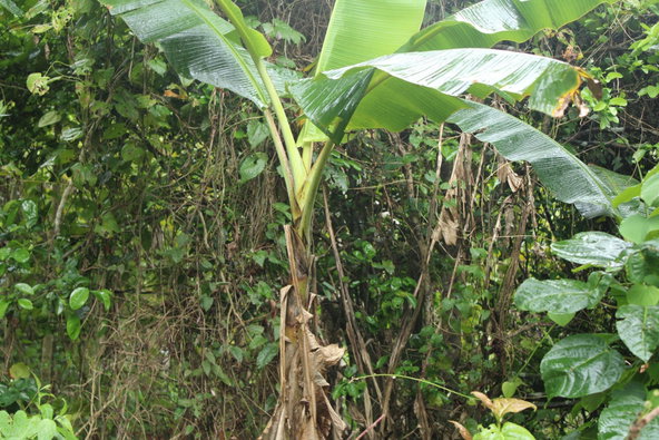 Ninth image of Virginia Land Settlement, in Bombay, Manchester, Jamaica - property is For Sale
