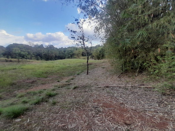 Third image of Lot 8 Part of Palms Plantation in Linstead, St. Catherine, Jamaica - property is For Sale