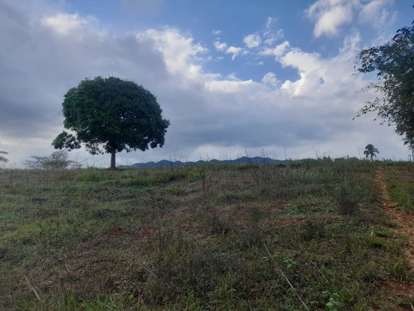 Fourth image of Lot 8 Part of Palms Plantation in Linstead, St. Catherine, Jamaica - property is For Sale