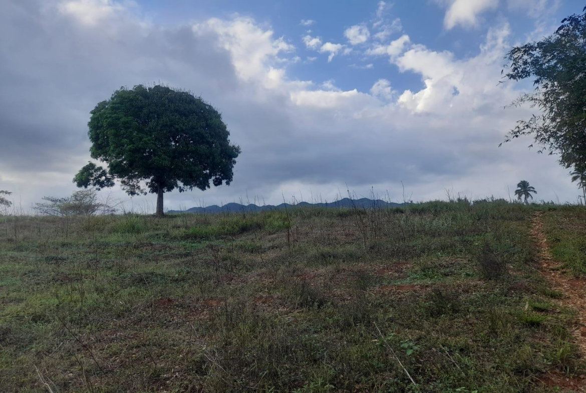 Fourth image of Lot 7 Part of Palms Plantation in Linstead, St. Catherine, Jamaica - property is For Sale