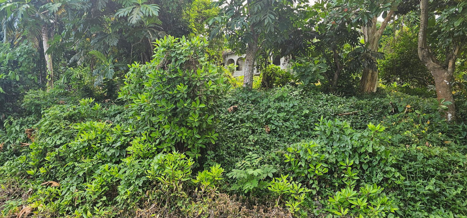 Scenic-1.25-Acre-Residential-Lot-for-Sale-in-Wydah-Portland-Jamaica Eleventh image of Wydah Portland in St. Margaret's Bay, Portland, Jamaica - property is For Sale
