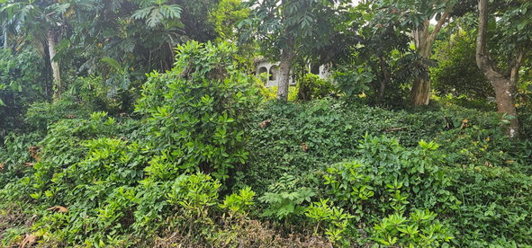 Eleventh image of Wydah Portland in St. Margaret's Bay, Portland, Jamaica - property is For Sale