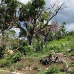 First image of Lot 177 Culloden, White House Wes in WHITEHOUSE, Westmoreland, Jamaica - property is For Sale
