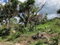 First image of Lot 177 Culloden, White House Wes in WHITEHOUSE, Westmoreland, Jamaica - property is For Sale