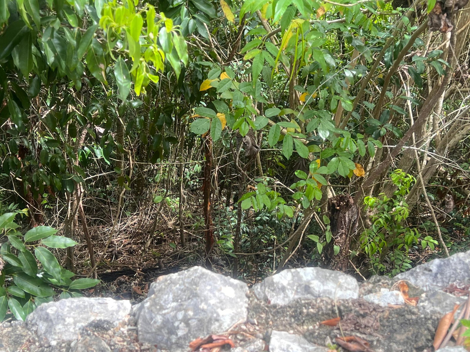 Sixth image of Lot 3- Marverly Mountain, Red hi in Red Hills, St. Andrew, Jamaica - property is For Sale