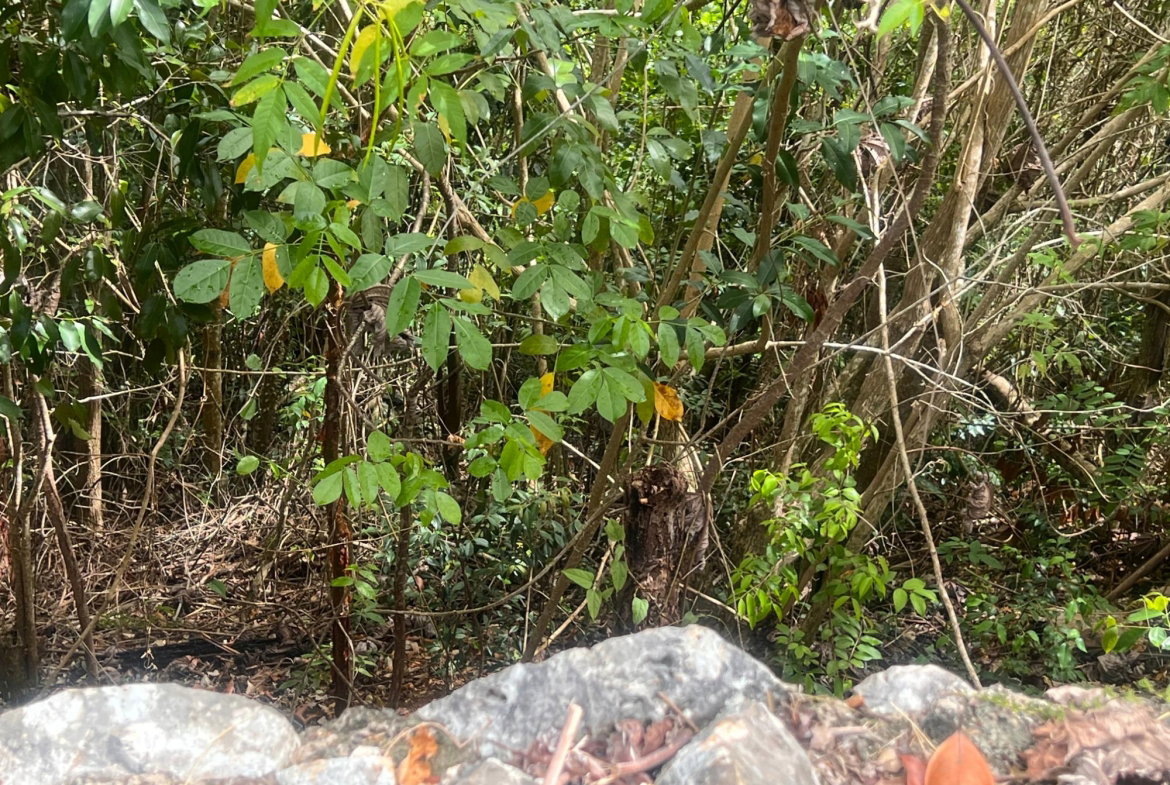 Seventh image of Lot 3- Marverly Mountain, Red hi in Red Hills, St. Andrew, Jamaica - property is For Sale