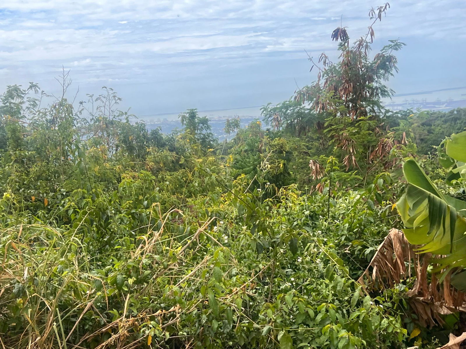 Third image of Lot 2- Marverly Mountain, Red hi in Red Hills, St. Andrew, Jamaica - property is For Sale