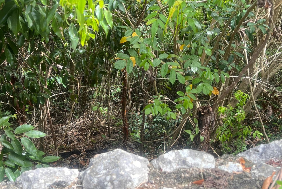 Sixth image of Lot 2- Marverly Mountain, Red hi in Red Hills, St. Andrew, Jamaica - property is For Sale