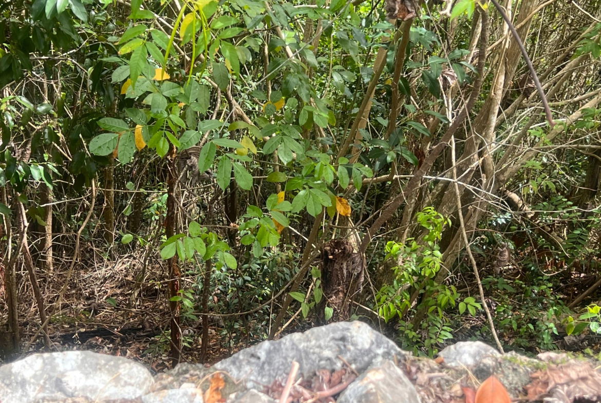 Seventh image of Lot 2- Marverly Mountain, Red hi in Red Hills, St. Andrew, Jamaica - property is For Sale