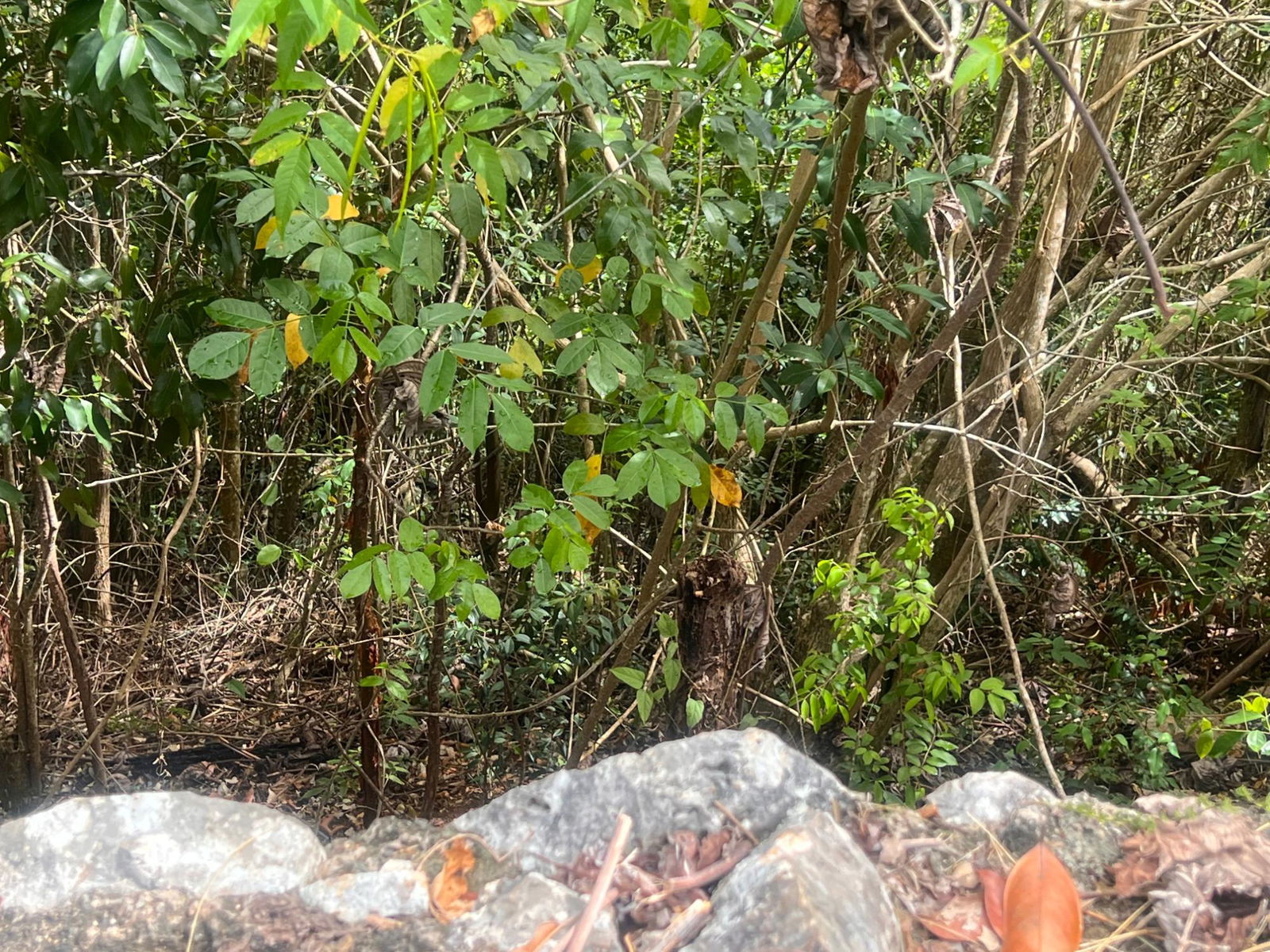 Seventh image of Lot 2- Marverly Mountain, Red hi in Red Hills, St. Andrew, Jamaica - property is For Sale