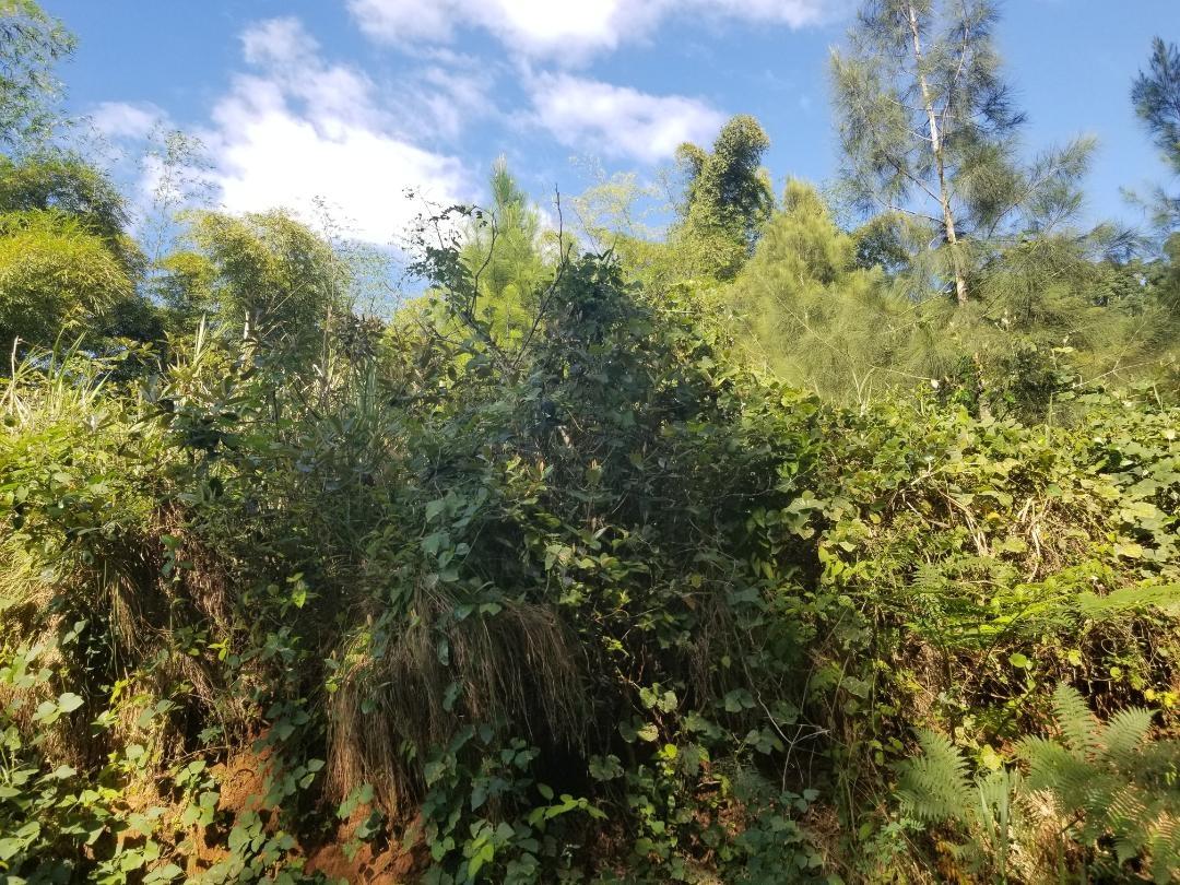 Second image of Arthur Leon Drive, in Kingston 9, St. Andrew, Jamaica - property is For Sale