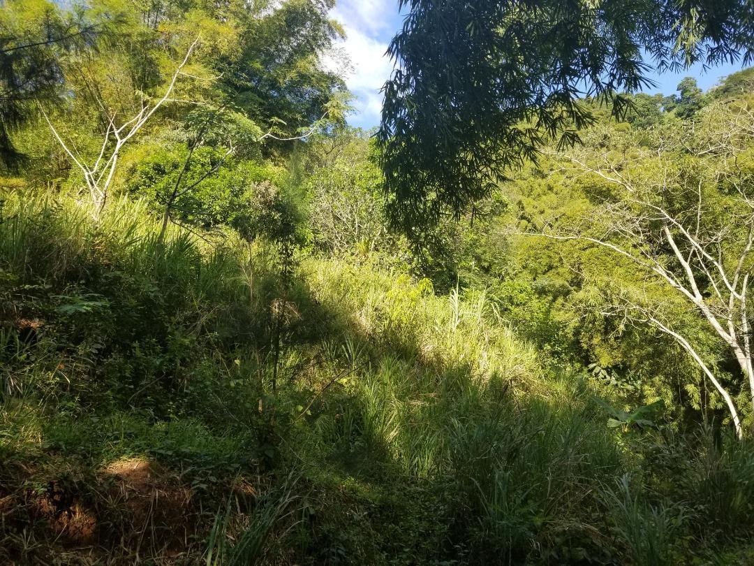 Fourth image of Arthur Leon Drive, in Kingston 9, St. Andrew, Jamaica - property is For Sale