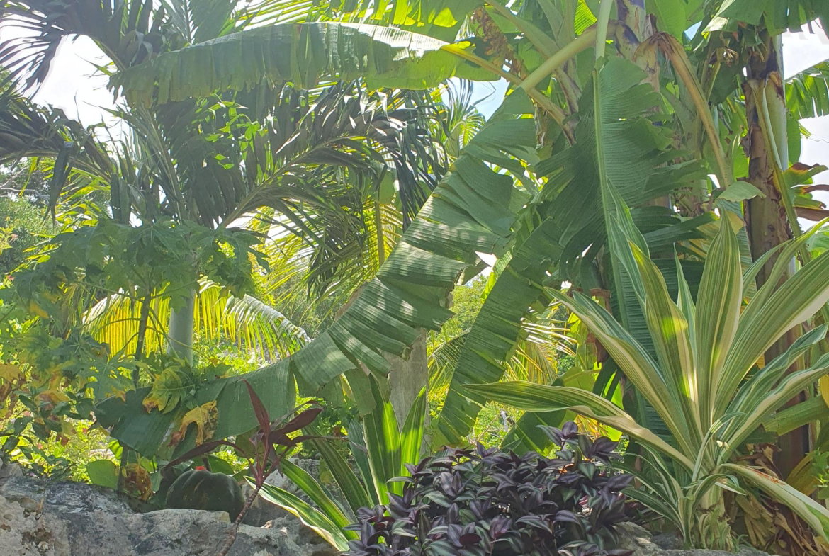 Fourteenth image of Billy's Bay in Treasure Beach, St. Elizabeth, Jamaica - property is For Sale