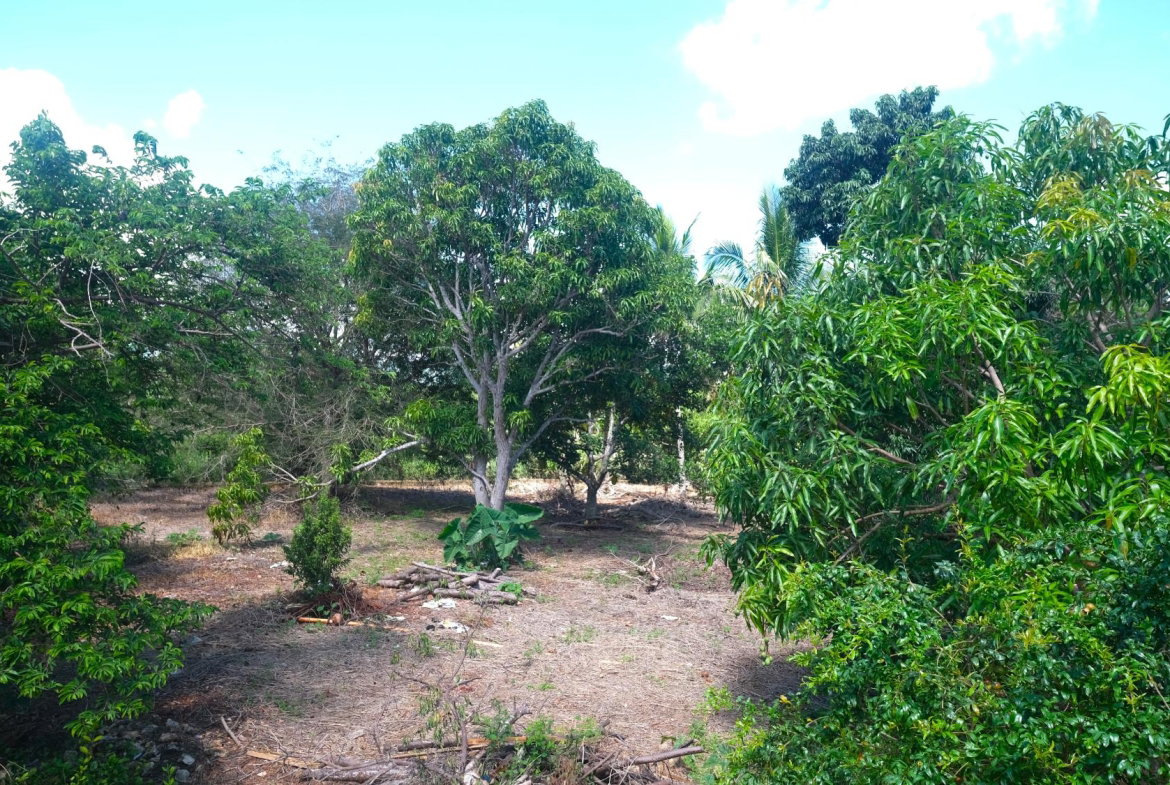 Eighteenth image of Brambleton Hall Nain P.o in Lititz Pen, St. Elizabeth, Jamaica - property is For Sale