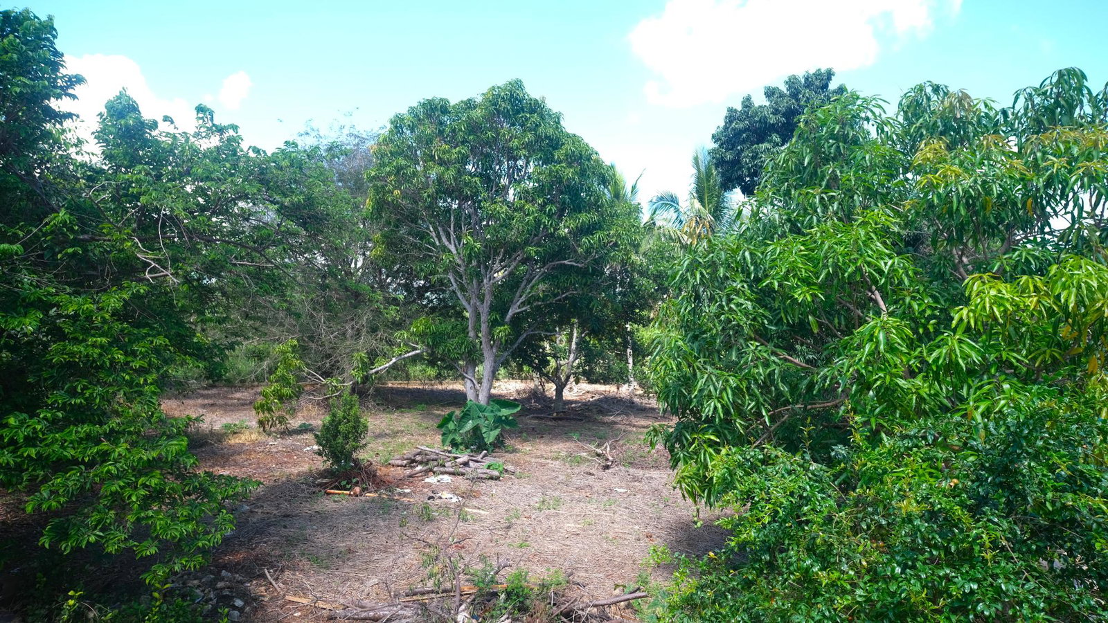 Eighteenth image of Brambleton Hall Nain P.o in Lititz Pen, St. Elizabeth, Jamaica - property is For Sale