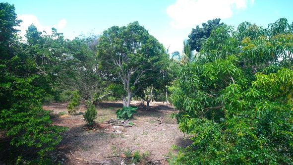Eighteenth image of Brambleton Hall Nain P.o in Lititz Pen, St. Elizabeth, Jamaica - property is For Sale