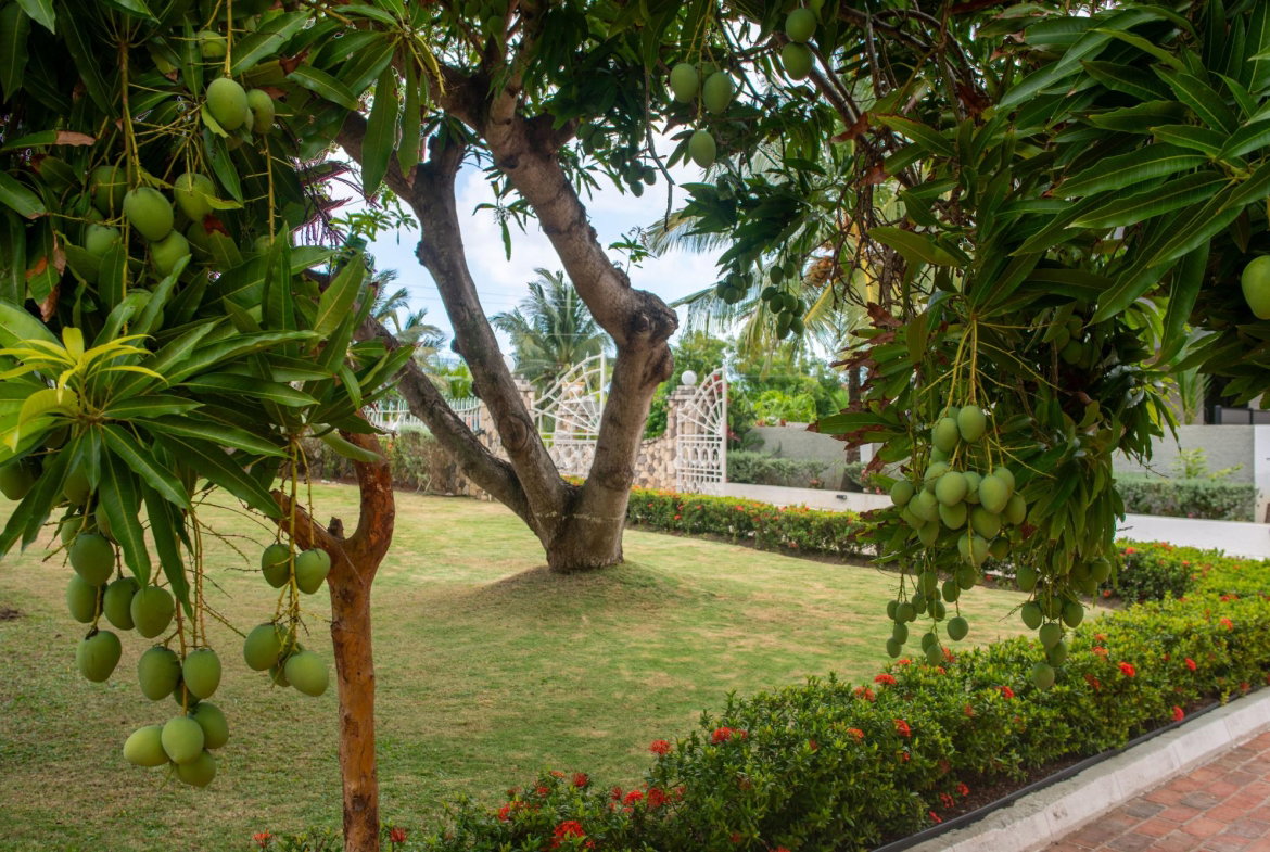 Tenth image of 95 Riviera Blvd. in Jamaica Beach, St. Mary, Jamaica - property is For Rent