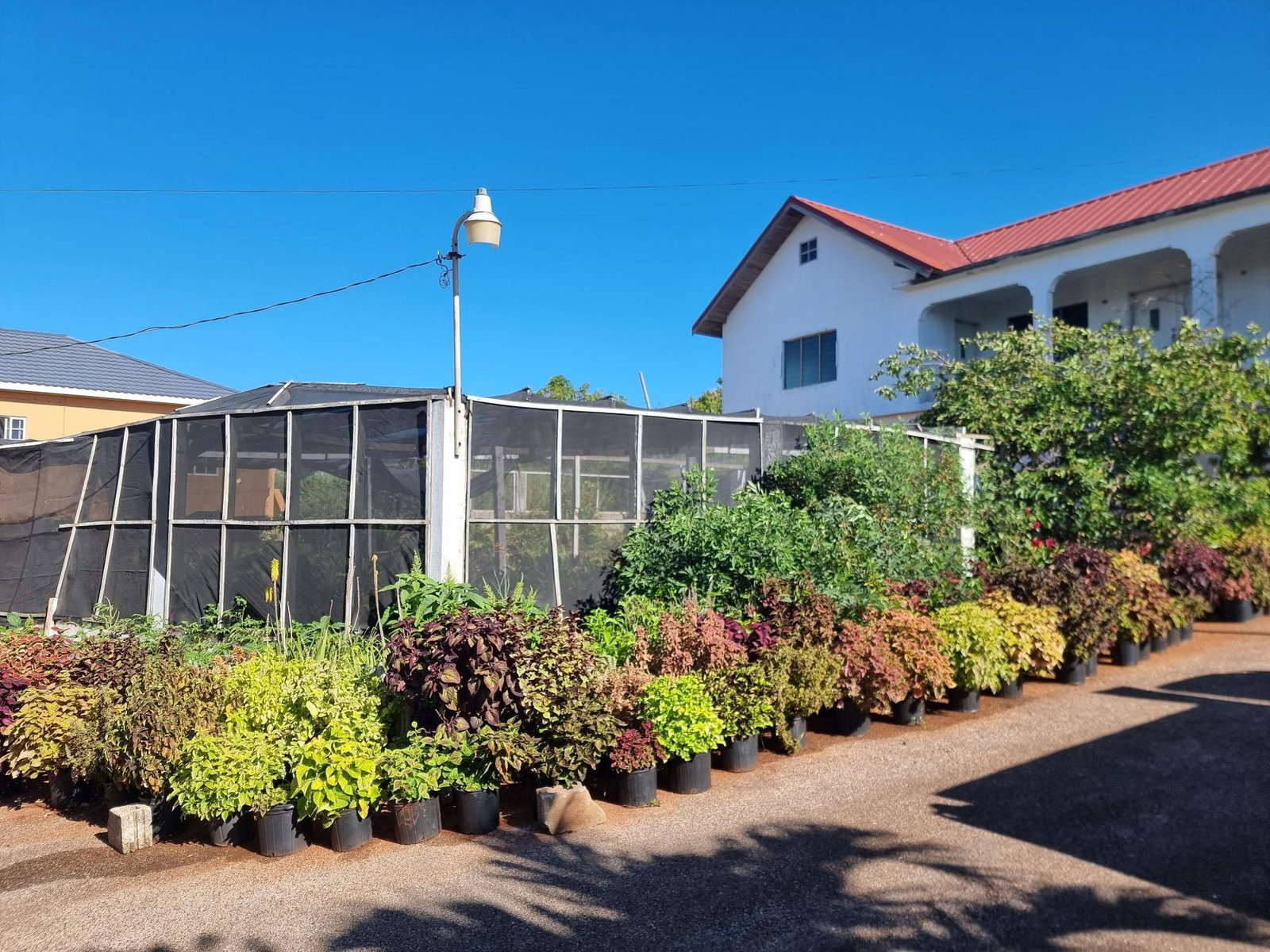 Second image of Bellevue, Southfield, St. in Bellevue, St. Elizabeth, Jamaica - property is For Sale