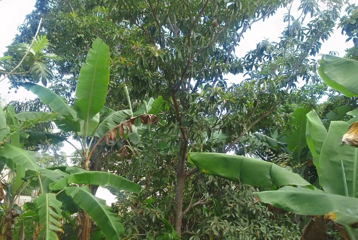 Sixth image of 1 Knowles Road, Mandeville, in Mandeville, Manchester, Jamaica - property is For Sale
