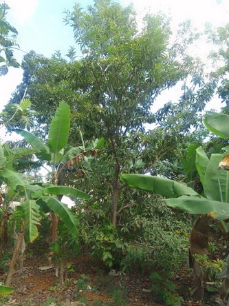 Sixth image of 1 Knowles Road, Mandeville, in Mandeville, Manchester, Jamaica - property is For Sale