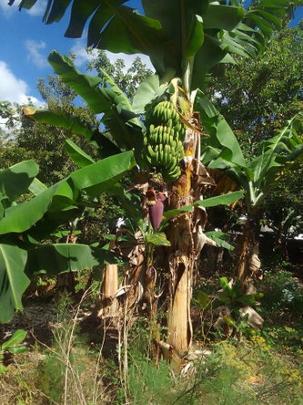 Seventh image of 1 Knowles Road, Mandeville, in Mandeville, Manchester, Jamaica - property is For Sale