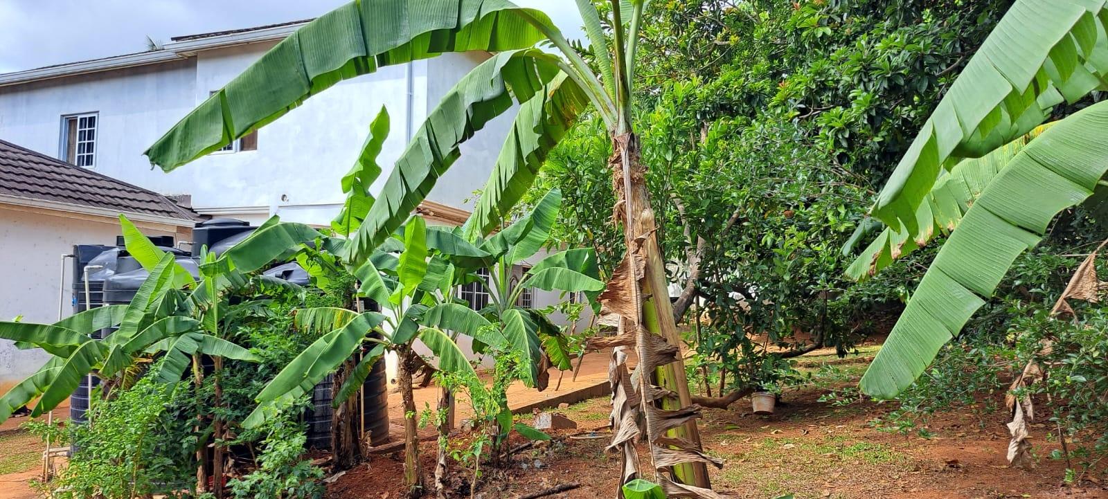 Twenty-Fifth image of 4 Hanbury in Hanbury, Manchester, Jamaica - property is For Sale