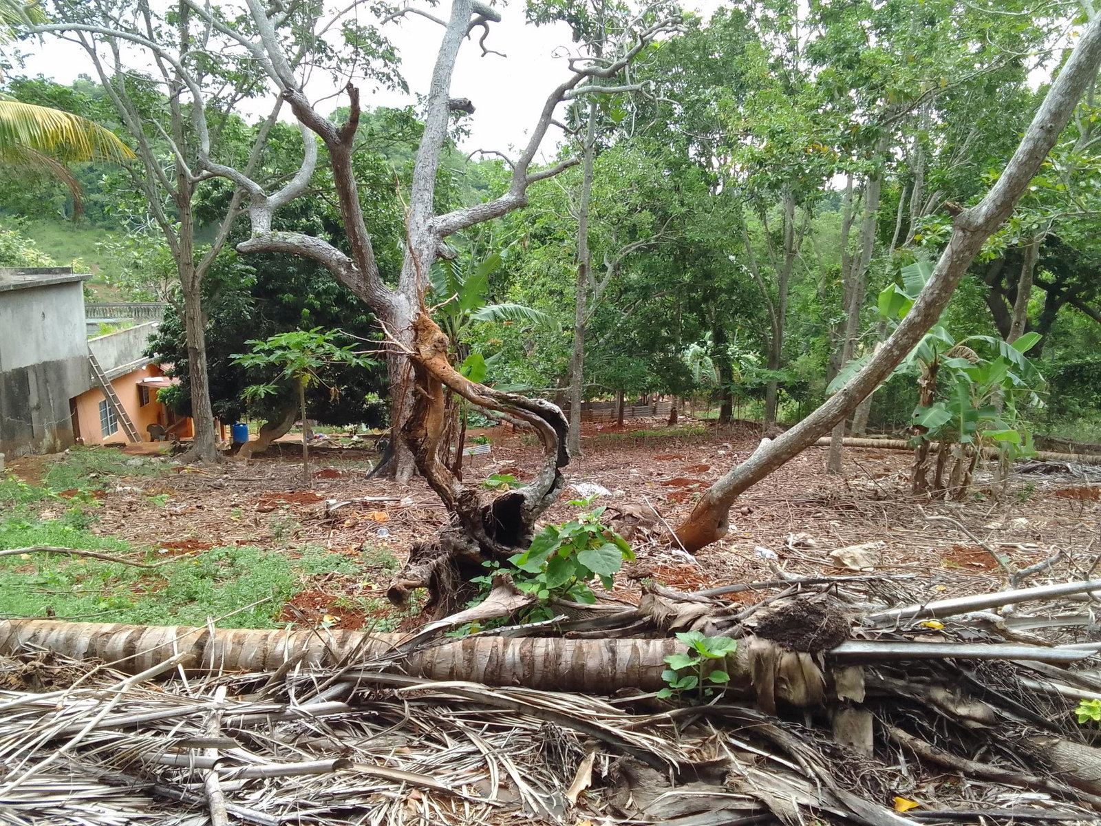 Eleventh image of Part of Richmond Park Cal in Mocho, Clarendon, Jamaica - property is For Sale