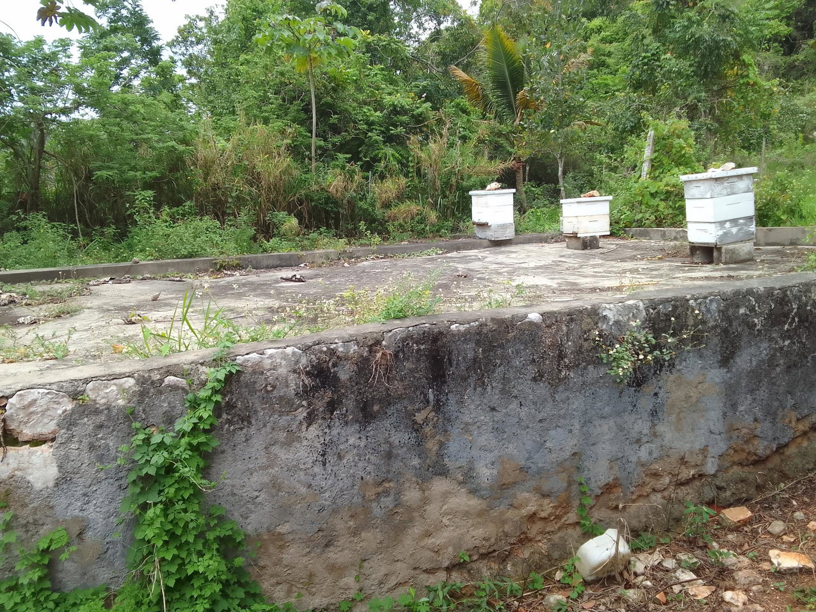 Thirteenth image of Part of Richmond Park Cal in Mocho, Clarendon, Jamaica - property is For Sale
