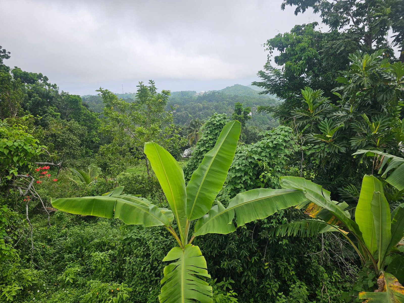 Eleventh image of Matthew Hall in Browns Town, St. Ann, Jamaica - property is For Sale
