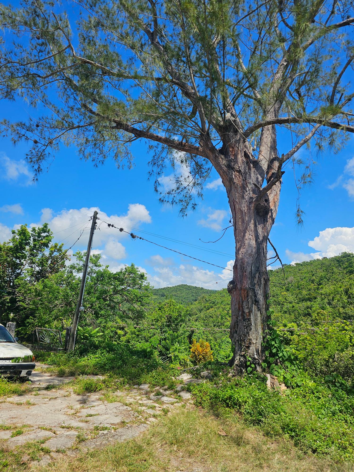Eighteenth image of Matthew Hall in Browns Town, St. Ann, Jamaica - property is For Sale