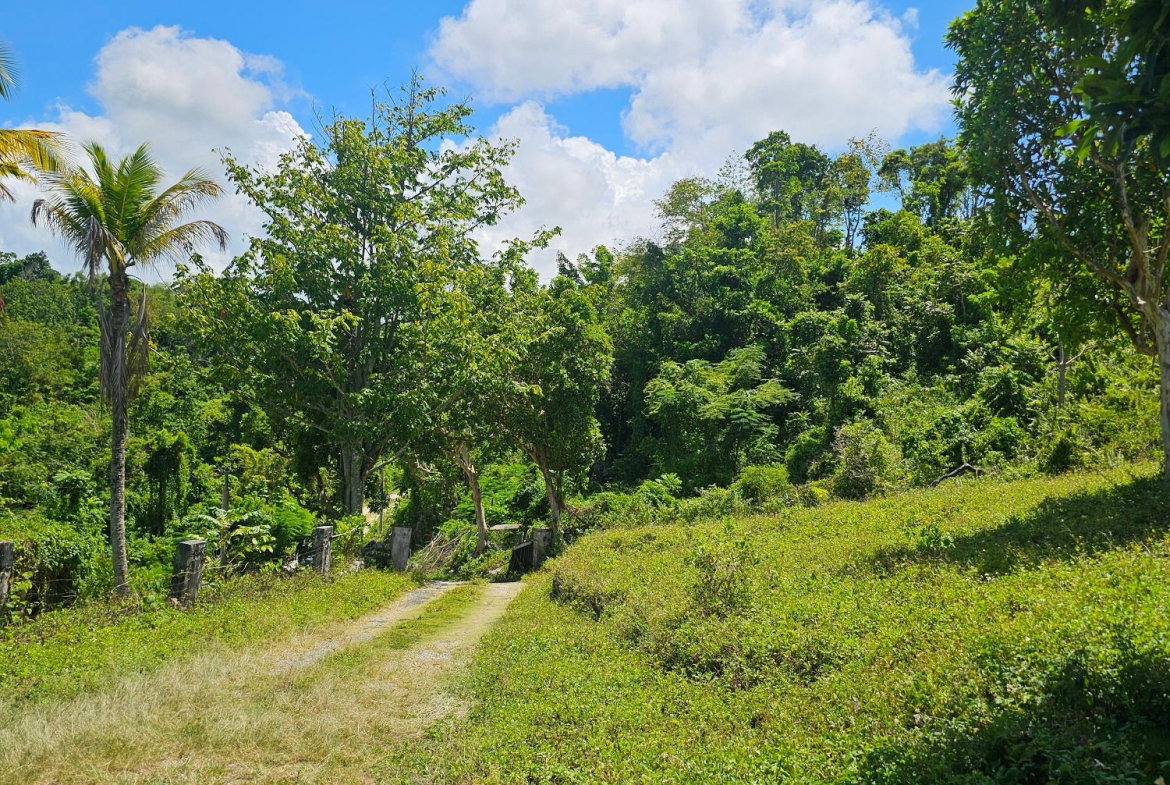 Nineteenth image of Matthew Hall in Browns Town, St. Ann, Jamaica - property is For Sale