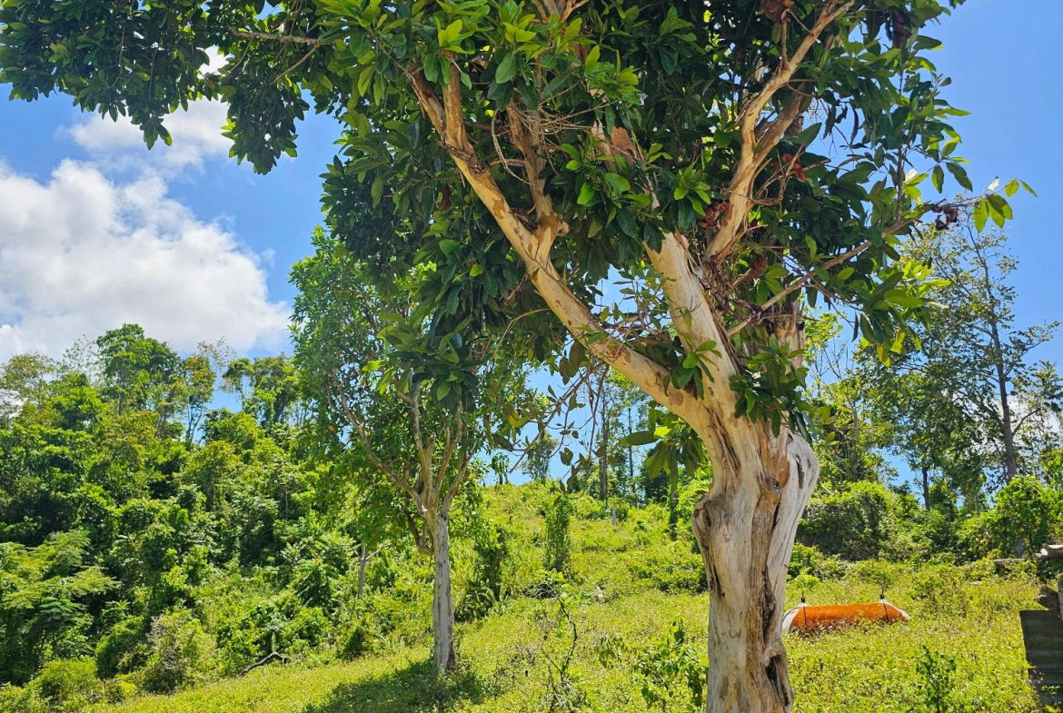 Twenty-Second image of Matthew Hall in Browns Town, St. Ann, Jamaica - property is For Sale