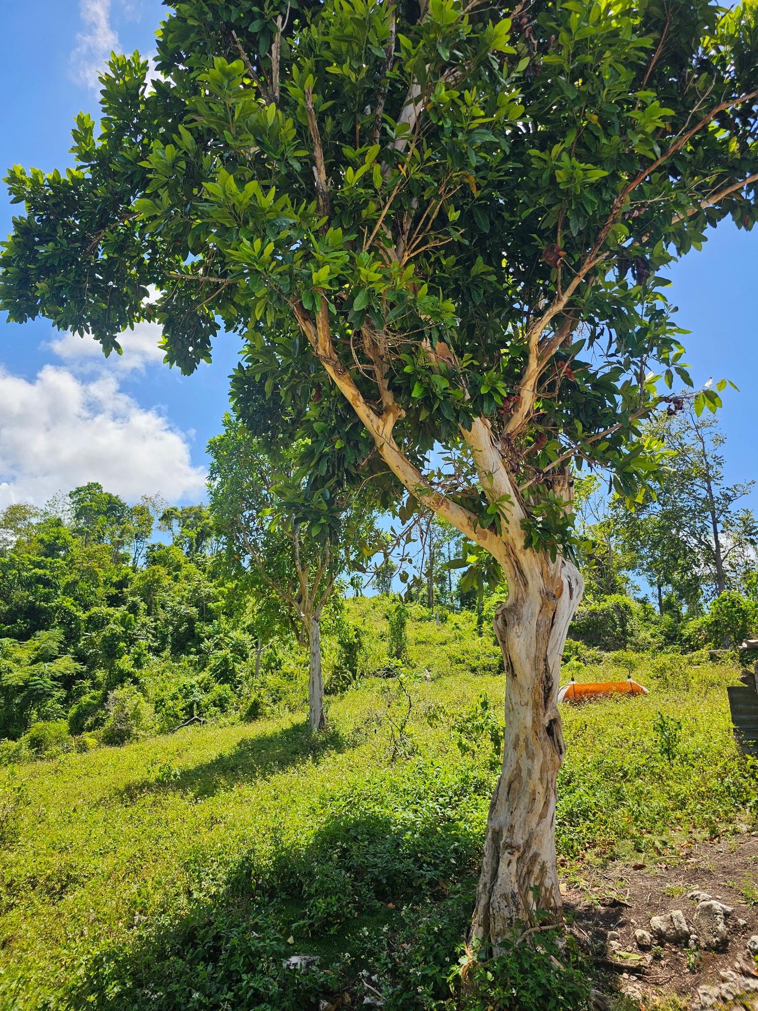 Twenty-Second image of Matthew Hall in Browns Town, St. Ann, Jamaica - property is For Sale