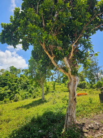 Twenty-Second image of Matthew Hall in Browns Town, St. Ann, Jamaica - property is For Sale