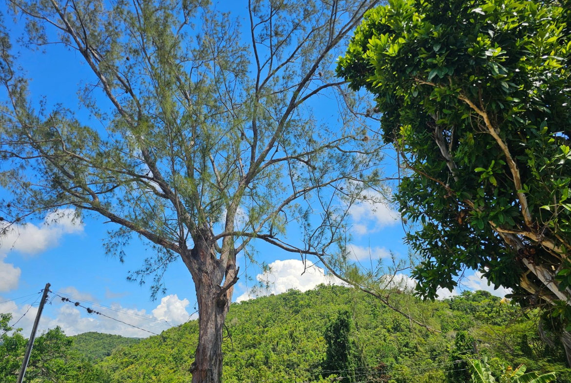 Twenty-Fifth image of Matthew Hall in Browns Town, St. Ann, Jamaica - property is For Sale