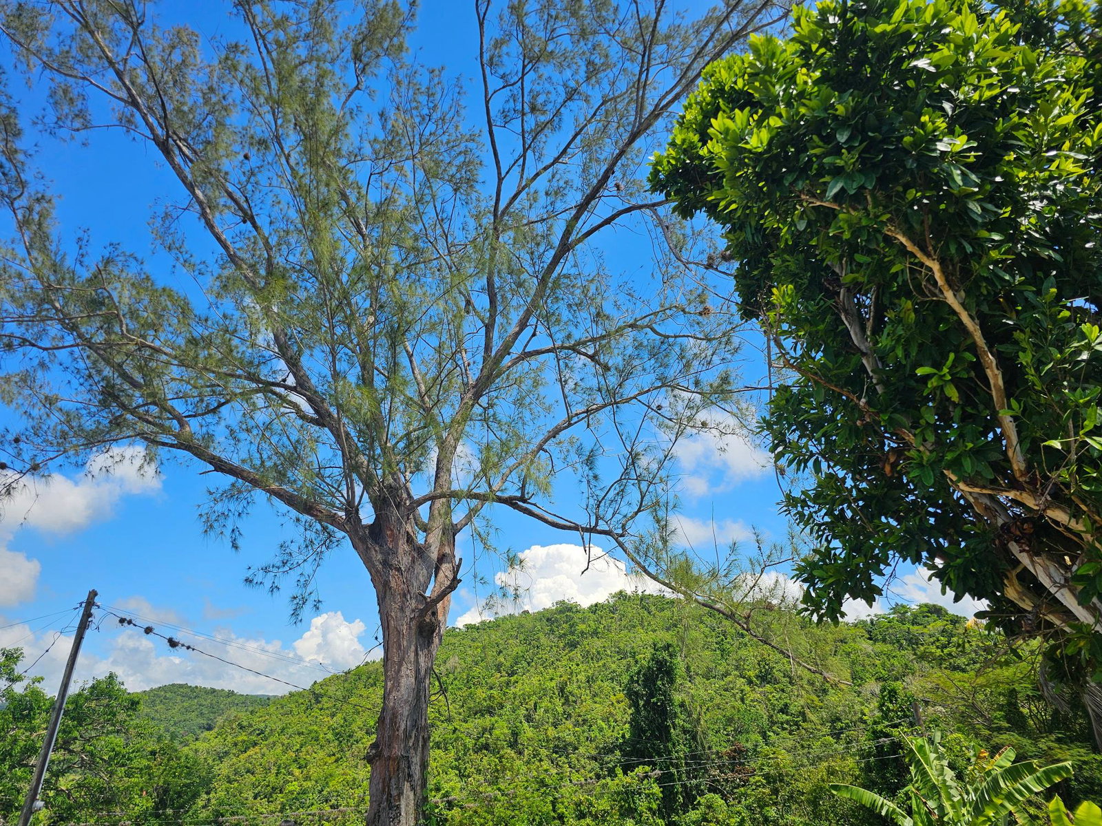 Twenty-Fifth image of Matthew Hall in Browns Town, St. Ann, Jamaica - property is For Sale