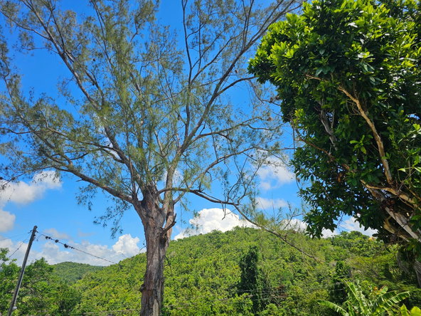 Twenty-Fifth image of Matthew Hall in Browns Town, St. Ann, Jamaica - property is For Sale