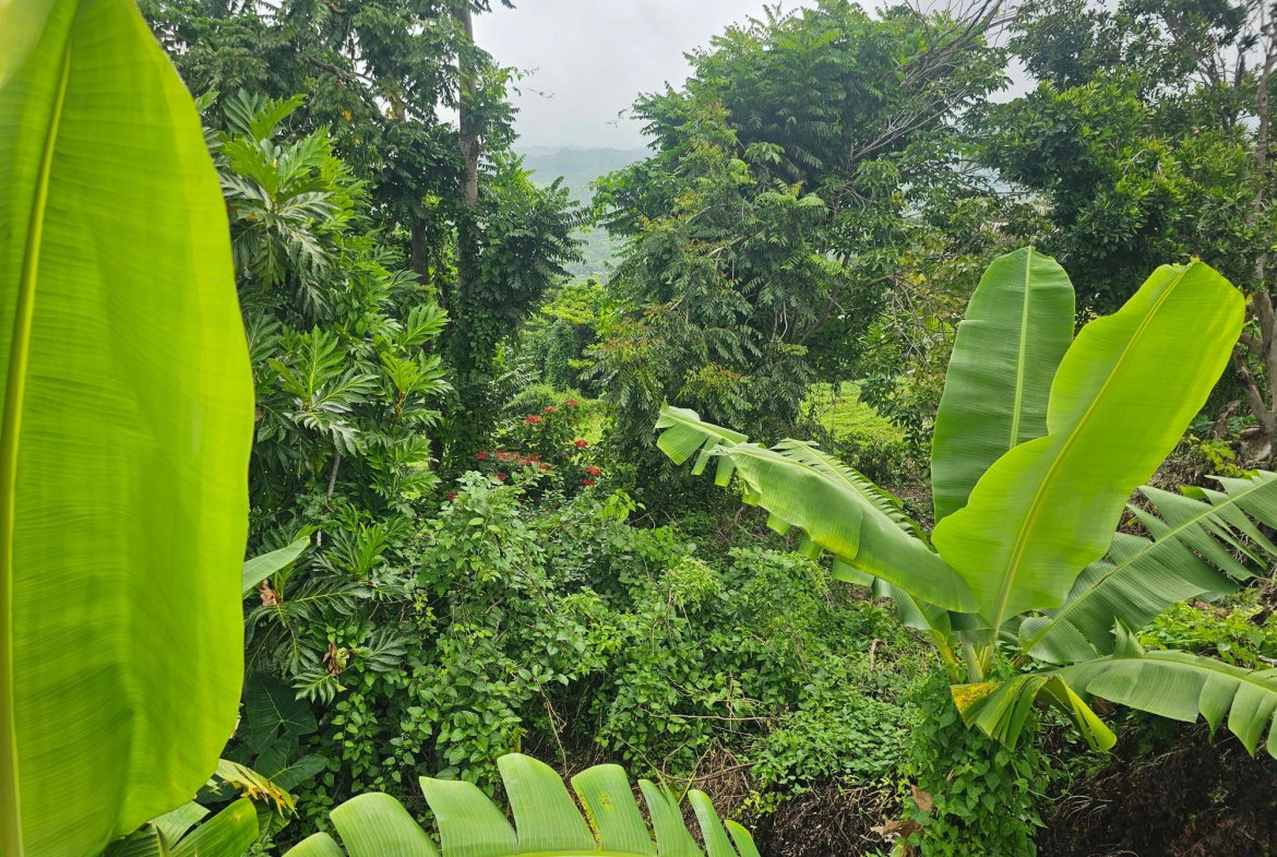 Eighth image of Matthew Hall in Browns Town, St. Ann, Jamaica - property is For Sale