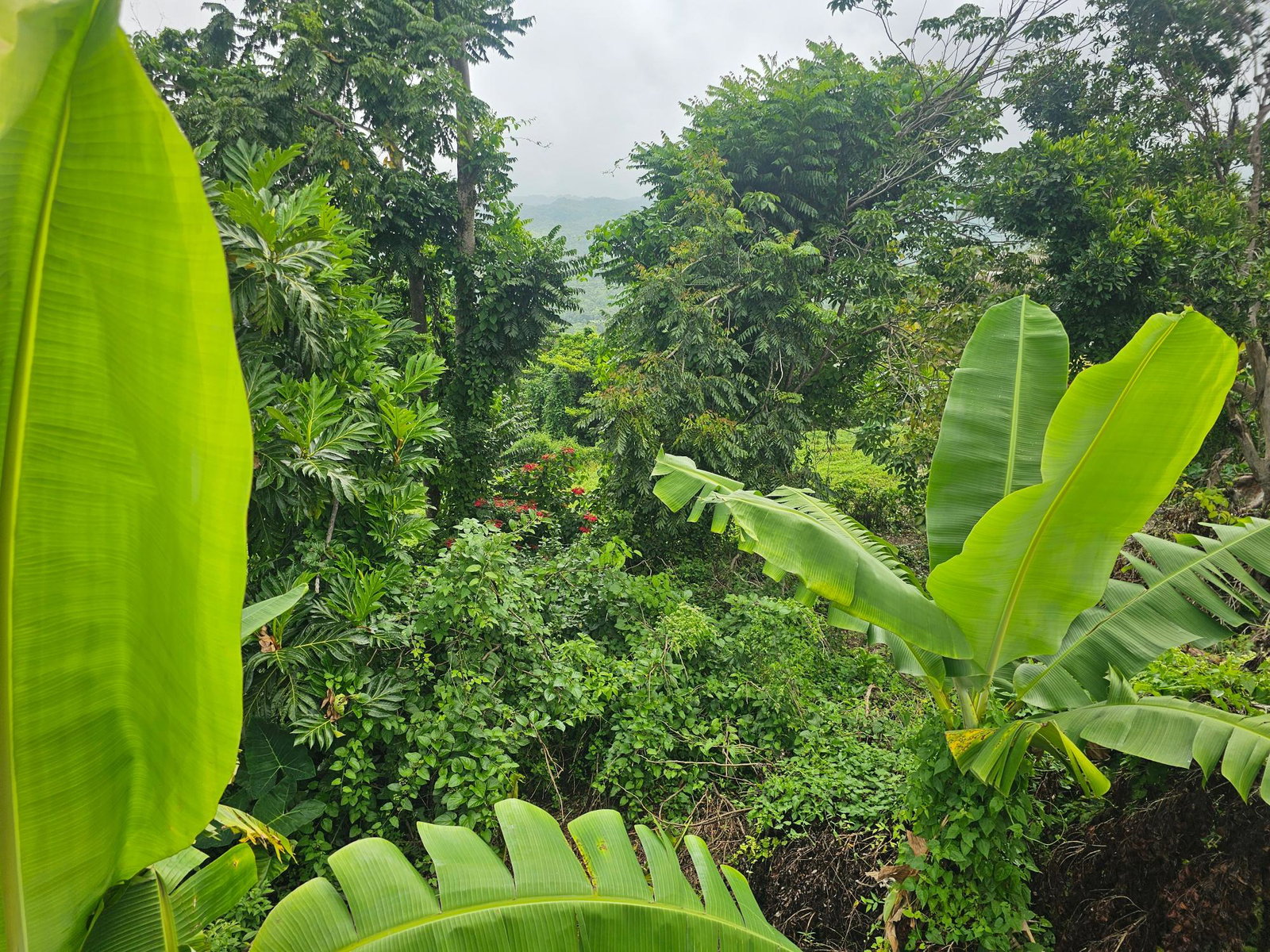 Eighth image of Matthew Hall in Browns Town, St. Ann, Jamaica - property is For Sale