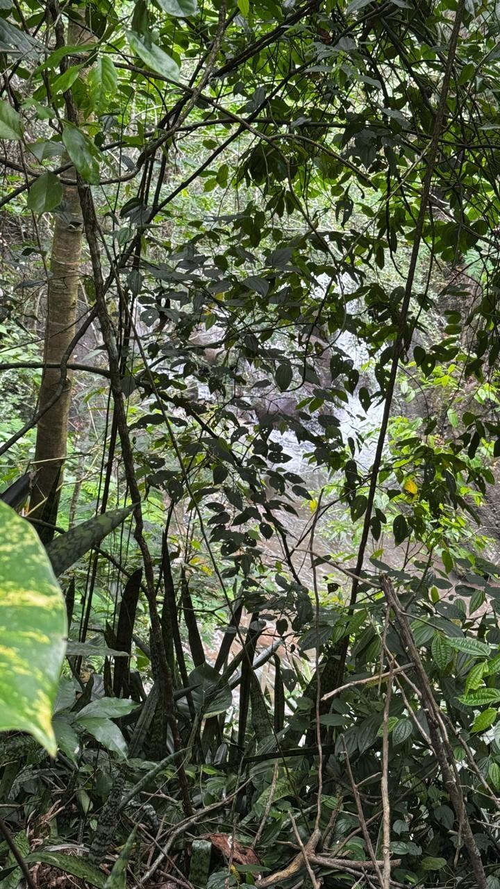 Tenth image of Unity Grove, Mammie River in Gordon Town P.O., St. Andrew, Jamaica - property is For Sale